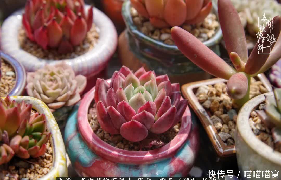 最温暖不过人间烟火,来自逆挂区的多肉!