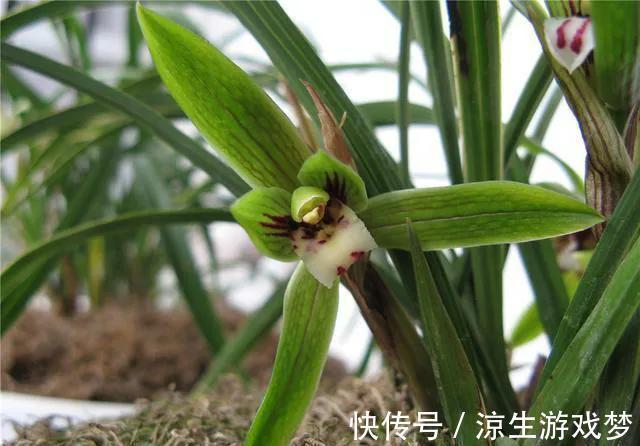 冬季养兰花,四件事不要做,大神的话还是要听的,不然收空盆