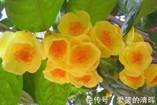 花卉|此花诞生于“恐龙”时期,通体金黄,芳香四溢,有钱都买不到