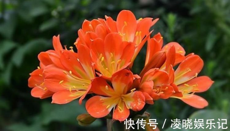 四种寓意好的花,喜庆吉祥好运来,养人旺财添富贵,漂亮好养