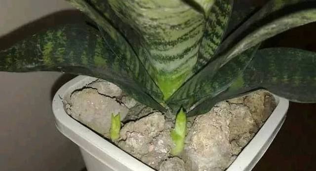 公公养虎皮兰有妙招,在花盆加这点东西,保准叶片翠绿侧芽不断