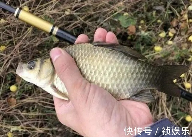 鲫鱼|千金难买早知道,这钓鲫招式曾被多数人瞧不起,至今老司机都在用