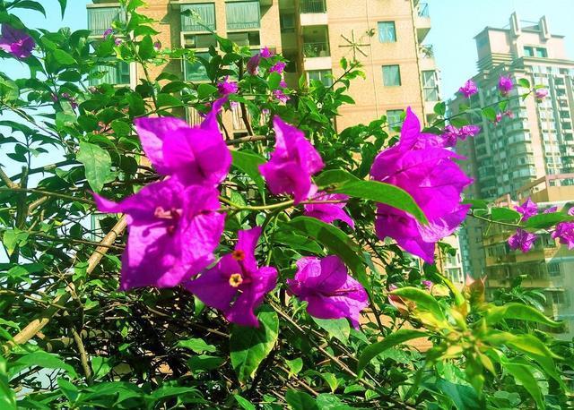 养三角梅做好这几点,根壮新叶开花多,夏天有花赏