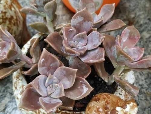 叶子|多肉叶子一碰就掉怎么办?摸清这些病灶、处理方法,一切没问题