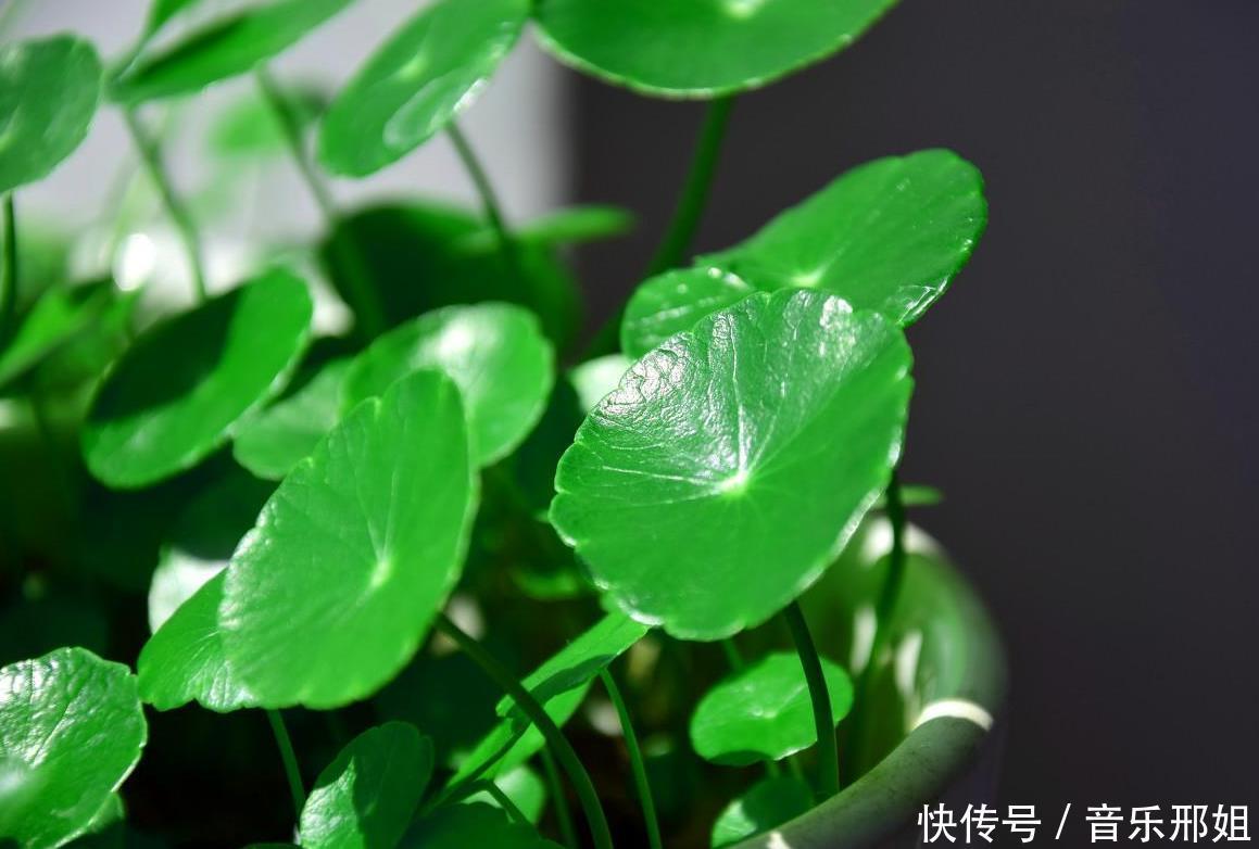 3种花最喜欢水,天天浇也没事,新手养一月花开满盆