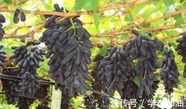 阳台|阳台选了“它”,比花还漂亮,不怕寒不怕晒,还可以吃,一举多得!