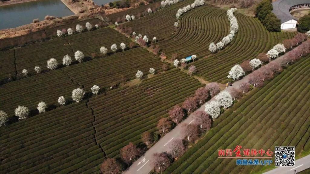 精华|太美了！近处风景！花样南昌……