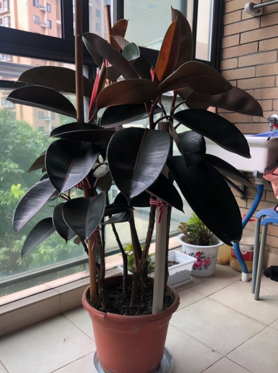 园土|总结养花“十大问题”,只要学会,你就是养花大神