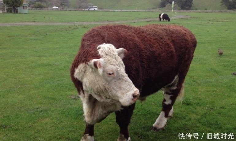 一身肌肉|为何人类每天吃肉,但却很难长肌肉,而牛只吃草却拥有一身肌肉?