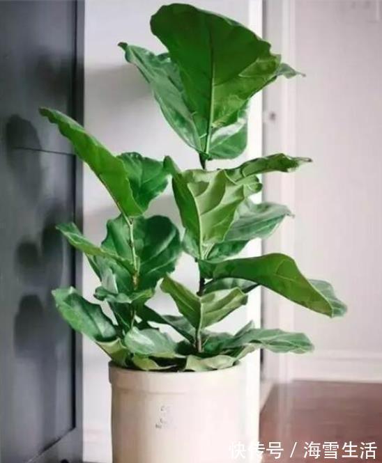 还在按天给花浇水?那你的花离死不远了