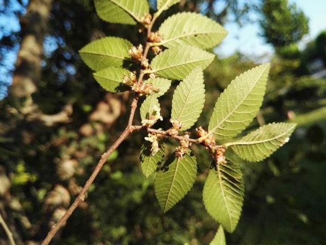 这树真“丑”，但叶子“嚼一嚼”能缓解牙痛，制成盆景观赏性强！
