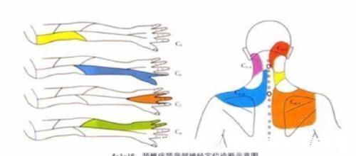 颈椎|头晕头痛?脖子酸痛?手麻?颈椎病这个“流行”病要注意