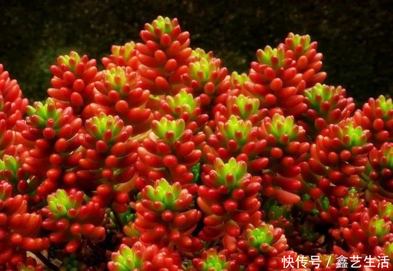 最全多肉养护法!十足干货!自己收藏就不用问别人啦!