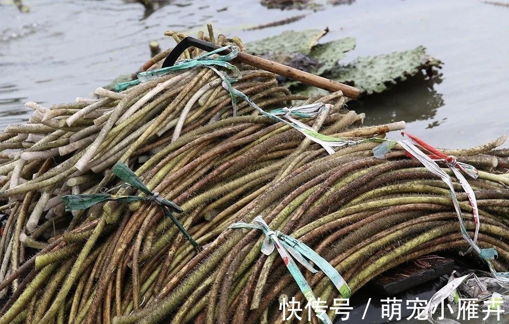 菜市场|一种带刺水生野菜，儿时常割来吃，剥皮后酷似藕带，市场3元1斤