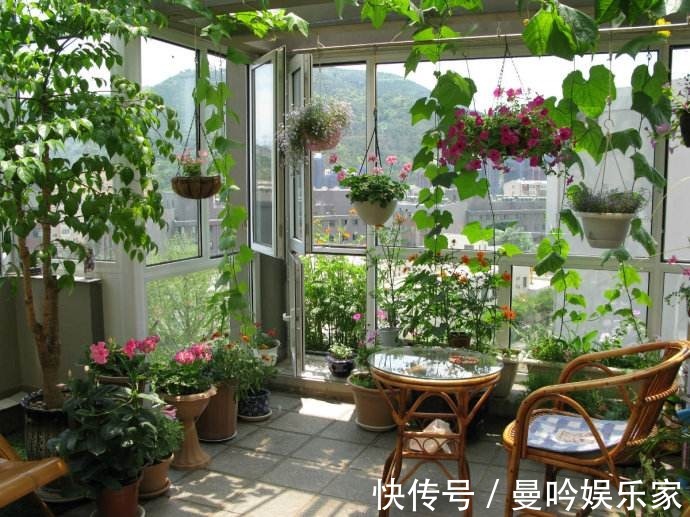 橡皮树|杭州发现一户人家阳台,太惊艳了,像御花园一样美,拍给大家晒晒