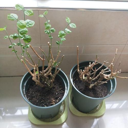 轻松|天下第一香,茉莉老树桩,轻松养成茉莉树,高端典雅大盆景