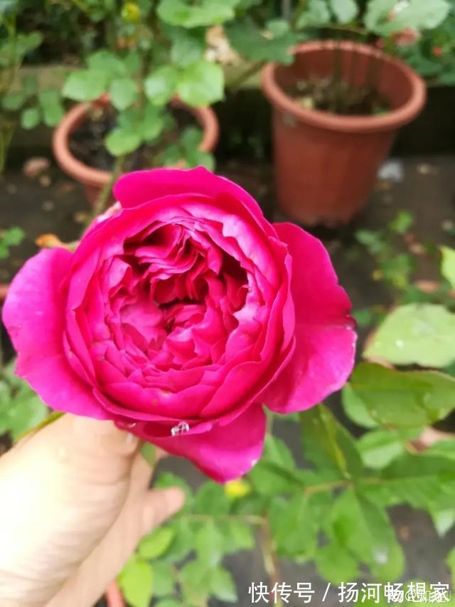 22种最漂亮的月季,一次能开300天,满屋飘香开花多