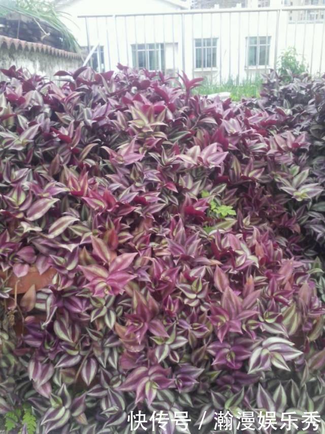 这3种吊兰千万别这么养,不然疯长爆芽,控制不住!