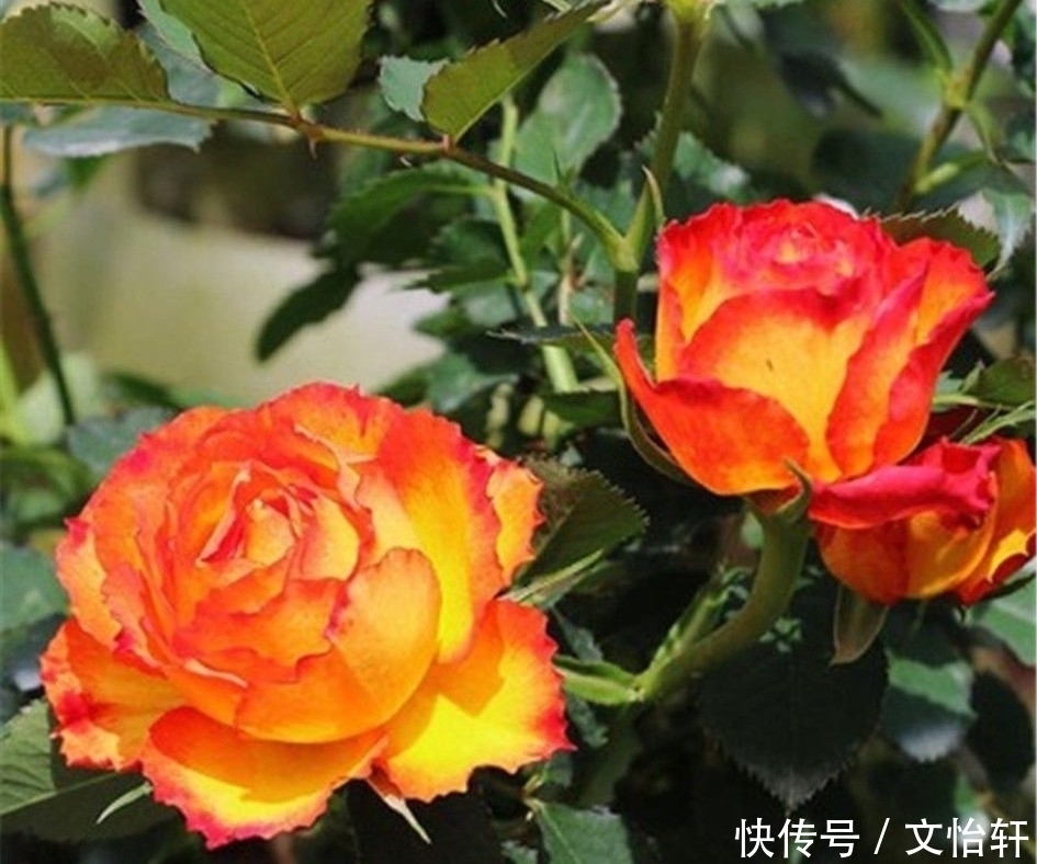 品种|100个月季品种,千姿百态,每个都很漂亮,图名并茂,值得收藏