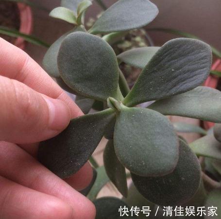 饮料|玉树一浇水就“变矮”换点“饮料”喝，枝干壮如松，叶片厚又亮