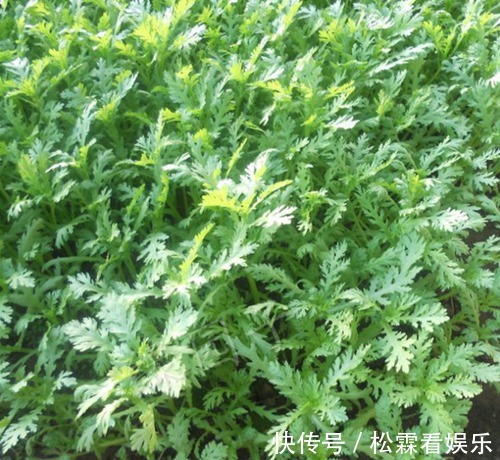 野菜|农村最不起眼“野菜”,能安心神治牙痛,补肝润肺,轻松告别失眠