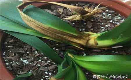 叶片怕水的6种花,浇水最好直接“灌”,不然黄叶、烂心又黑腐