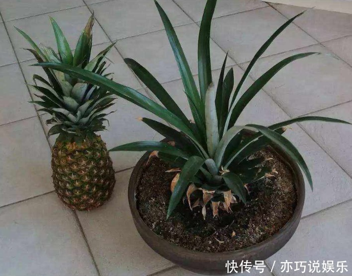 喜欢吃“菠萝”，不如留点菠萝头，埋土里不久成盆栽，还能结果