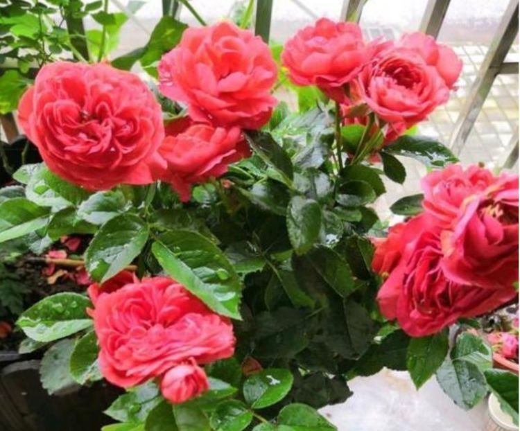 4种花是“开花机器”，全年开花不断，枝叶繁茂，开花艳丽多姿