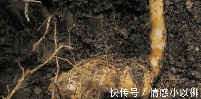药材|它是何等的珍贵,您若遇到,请别再当杂草随意锄掉,块根800元一斤