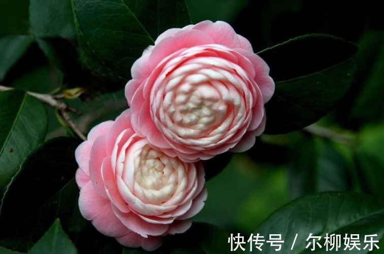 光合作用|7种花如果不生长,米醋每月浇一“壶”,恢复生长,叶子绿油油