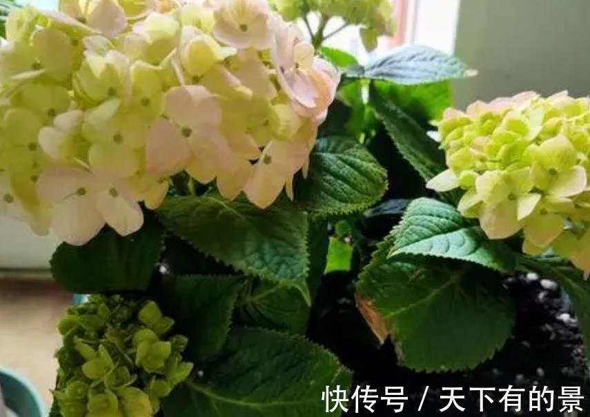 病虫害|养花出现“小黑飞”,4个原因引起,教你小妙招,轻松灭掉又省心