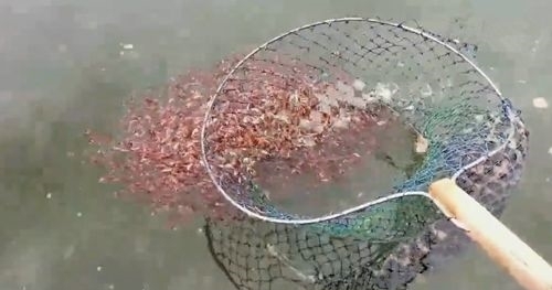 湖中钓到大鱼,取出鱼钩准备放生大鱼时周围来了一群小鱼,无解