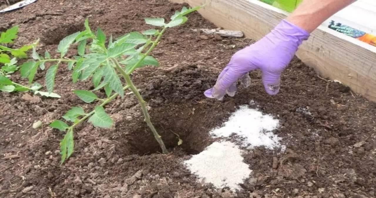 浇花|一毛钱的小东西，碾碎了浇花长势壮，扦插生根快，开花一倍