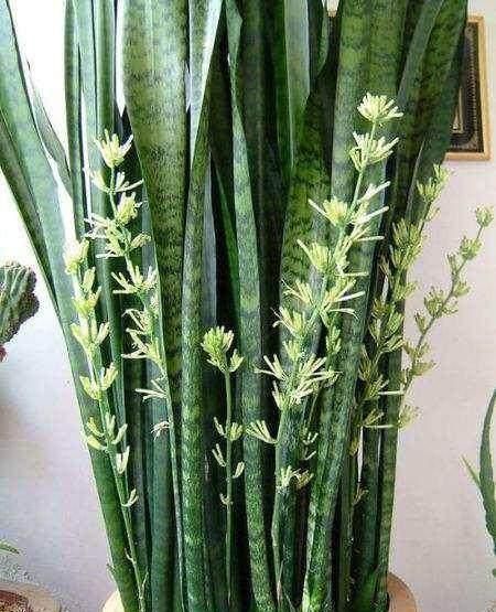 爆盆|养护虎皮兰,做好这三大定律,爆盆、开花、长到天花板