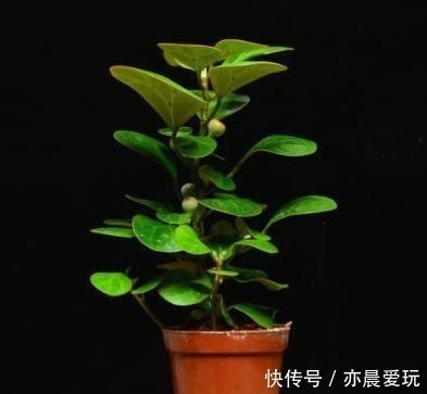 人到中年养这种“佛系花”,一叶一果实,一花一菩提,漂亮又好养