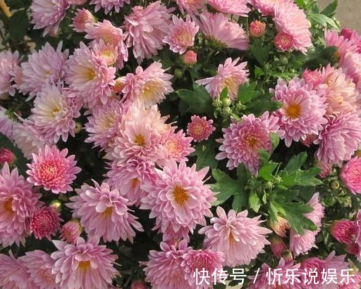 乒乓|5款妖艳的菊花，好养易爆盆，丢在阳台幽香暗淡，花型圆滚惹人爱