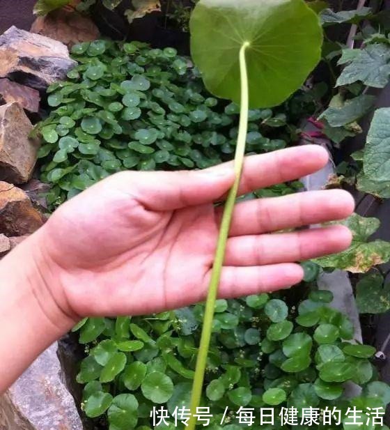 家养铜钱草，财源滚滚来，黄叶也不怕一招爆满家，瓶瓶罐罐全是它！