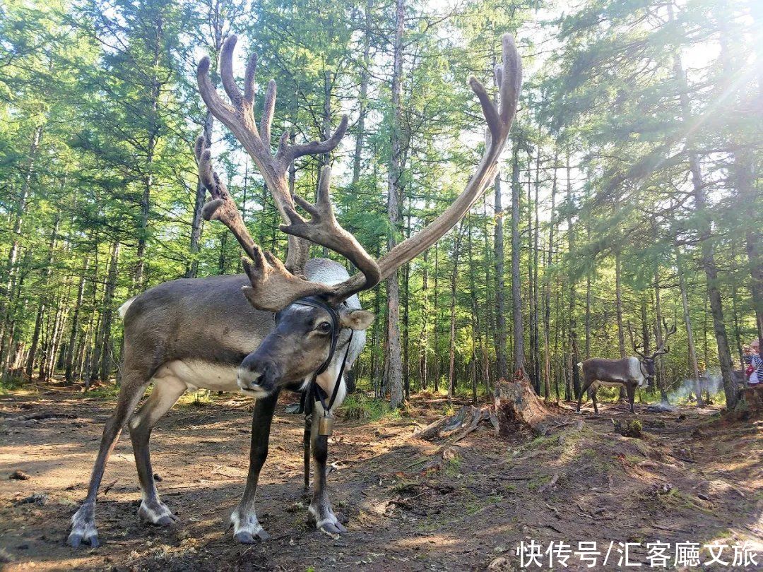 呼伦贝尔的夏天，到底有多美？