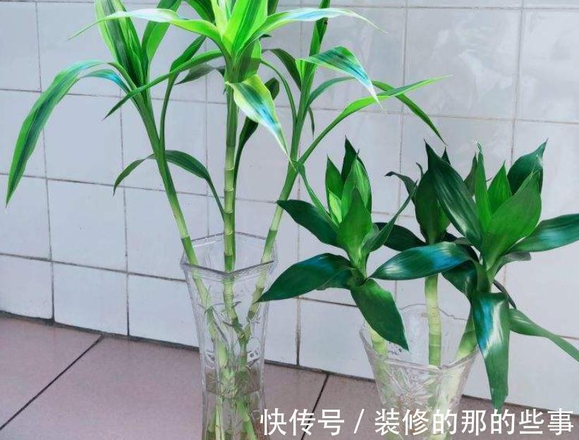 植株|这4种花草是出了名的“养不死”,人人均可入手,不用怕收空盆