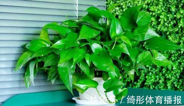 用啥水浇花长得快、开花多、虫害少?3个妙招,省时省钱又省力