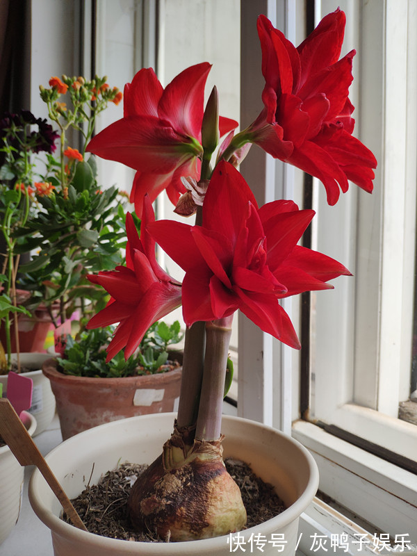 此盆栽植物超好养，丢土里就能活，花大色艳，红红火火，值得拥有