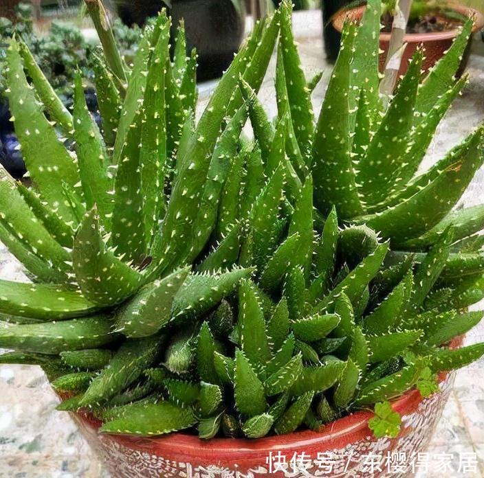 小苗|养了一棵花,爆了“一窝崽”,漂亮又好养,就是不值钱