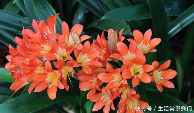 君子兰长花箭前有3个征兆,只要出现一个,就离开花不远了!