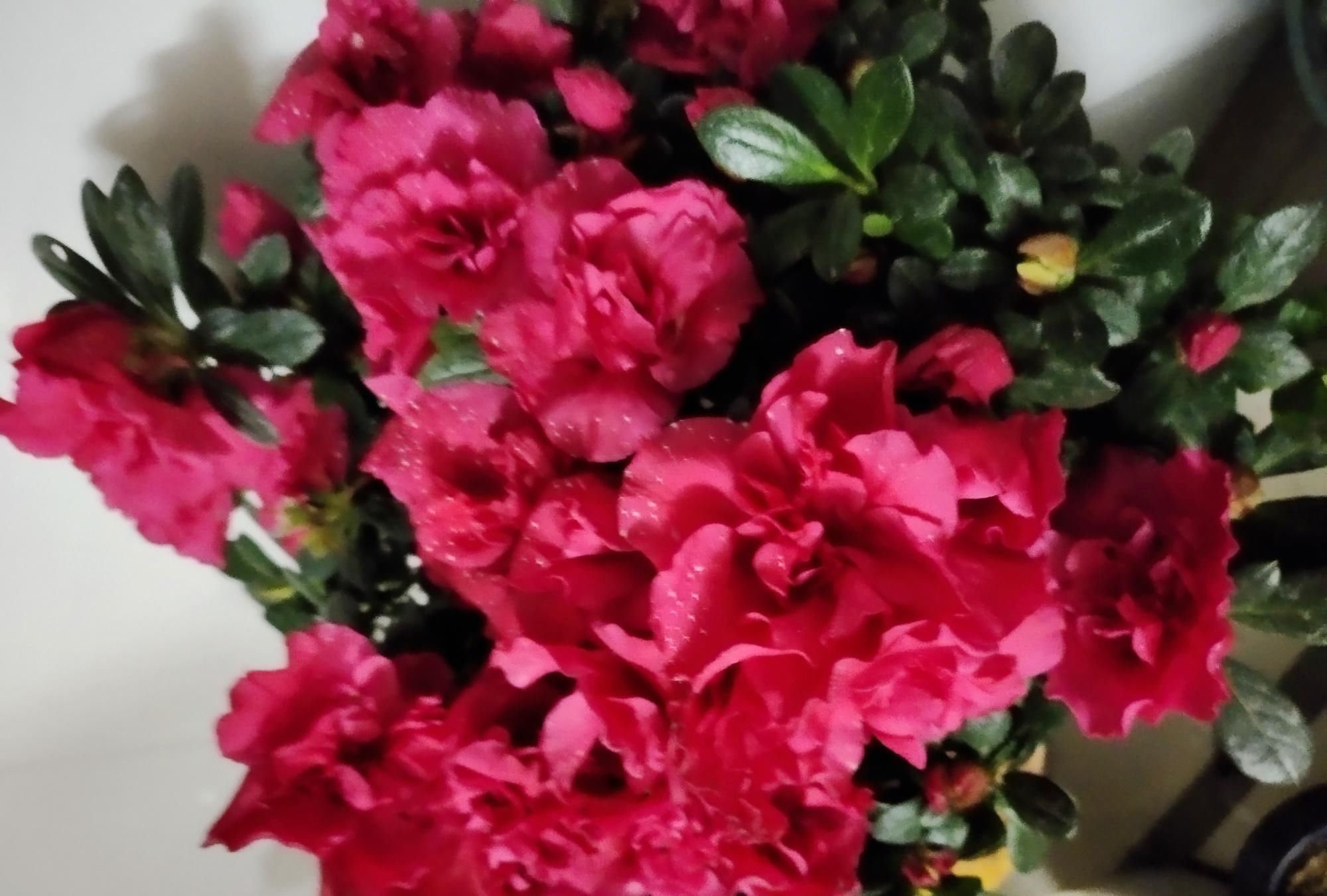 做好|刚买的杜鹃花,做好这几步,很容易养好,花期还特别长