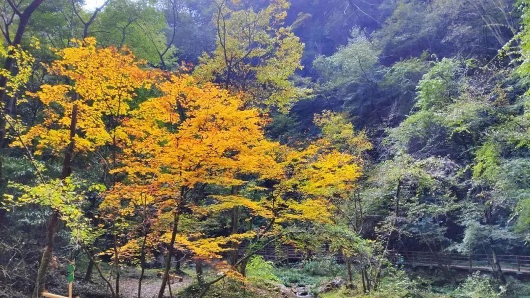 金丝峡|陕南的这座峡谷，藏着秋冬两季最梦幻的美景~