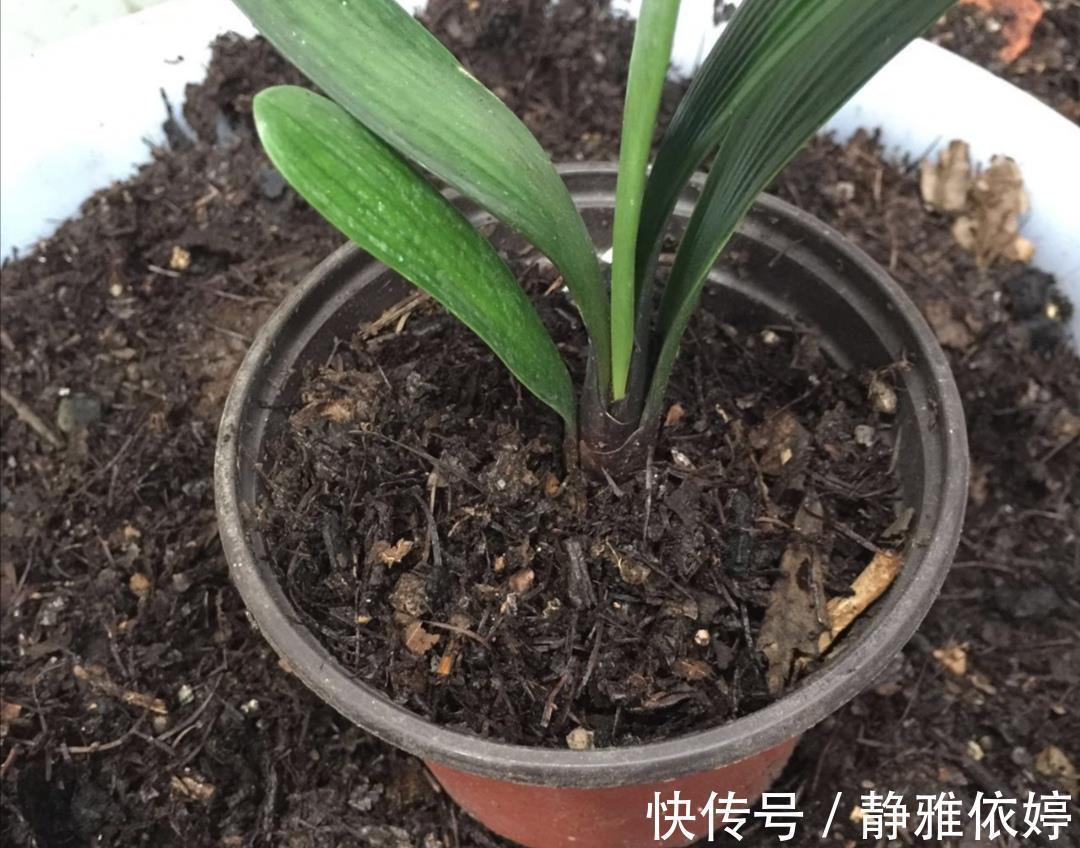 山上收集回来松针土,别直接拿来养花,先要简单处理