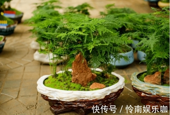 养文竹,忽视了这3点,盆栽越长越丑,状态差