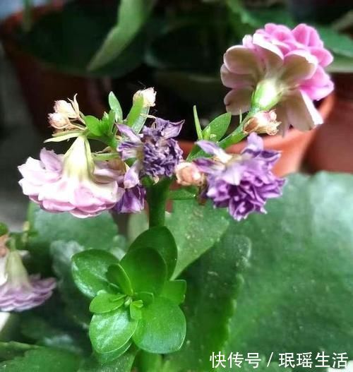 养分|长寿花开完花别偷懒,做好这4点,还能继续复花