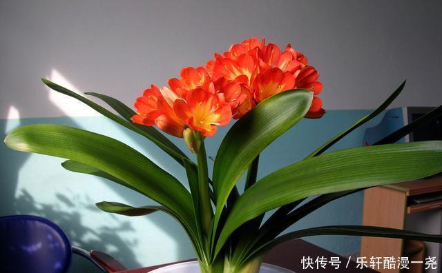健壮|君子兰入夏要“静养”,扔一边,少管它,反而更健壮