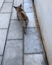 |搞笑GIF趣图:这是哪一集,我怎么没看过?